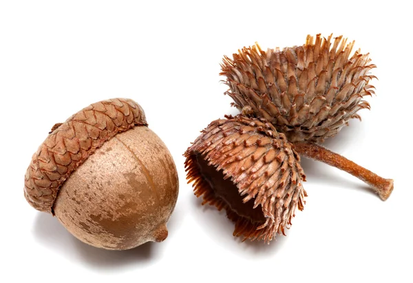 Autumn acorns on white background — Stock Photo, Image