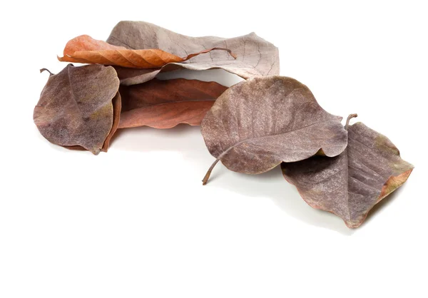 Dry autumn magnolia leaves — Stock Photo, Image