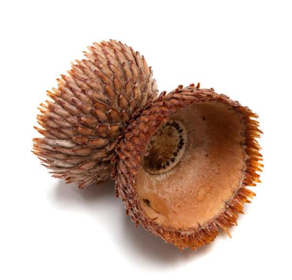 Empty autumn acorn hat on white background — Stock Photo, Image