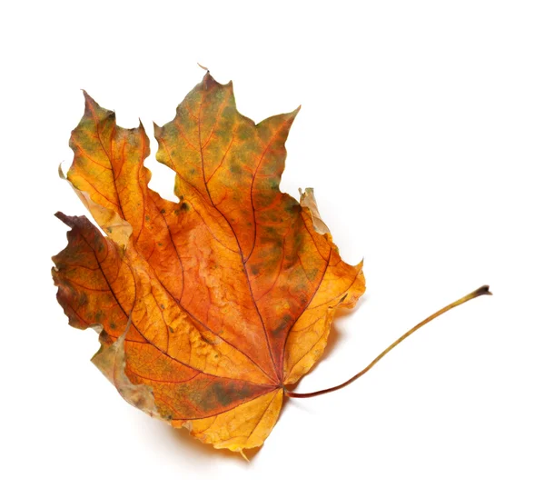 Dry autumn maple leaf — Stock Photo, Image