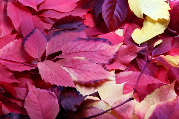 Achtergrond van multicolor herfst virginia creeper verlaat — Stockfoto