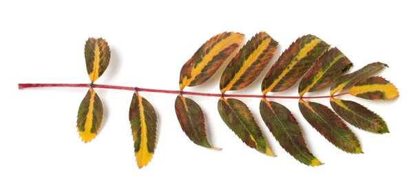 Multicolor rowan leaf on white background — Stock Photo, Image