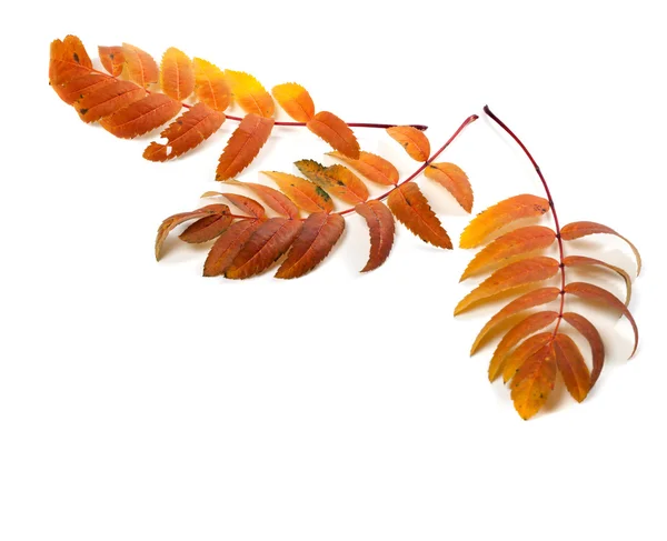 Three autumnal rowan leaves — Stock Photo, Image