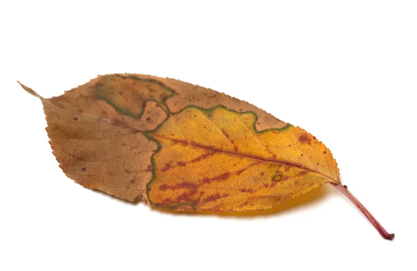 Foglia di autunno multicolor su fondo bianco — Foto Stock