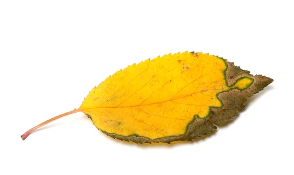 Feuille d'automne jaune séchée — Photo