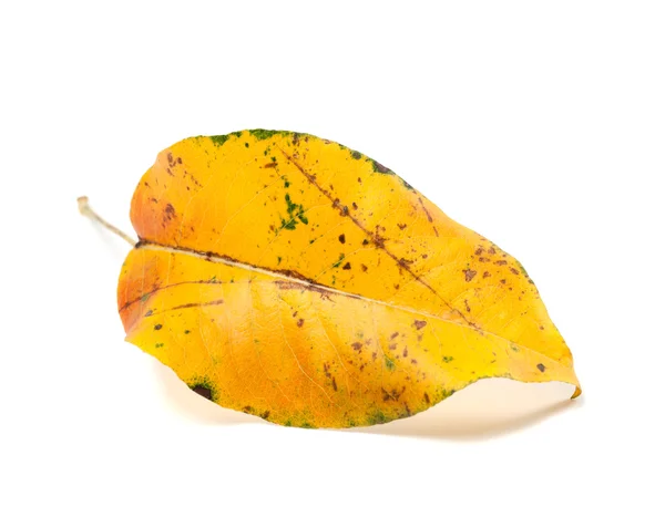 Ingiallita foglia di autunno su priorità bassa bianca — Foto Stock