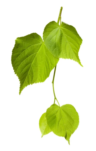 Spring linden-tree leafs — Stock Photo, Image