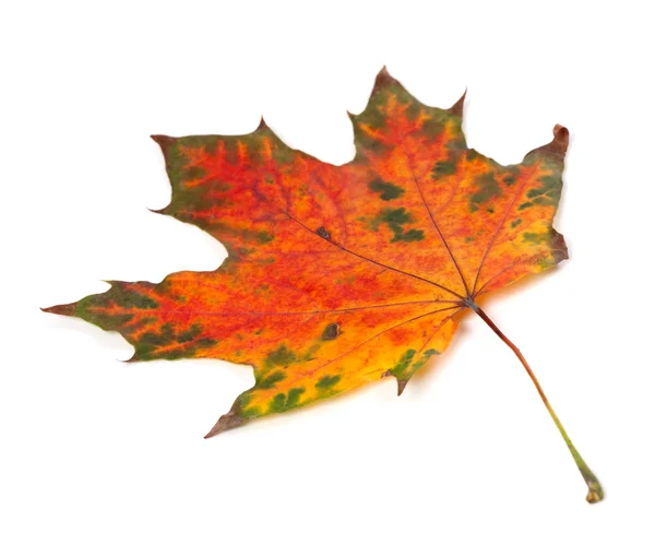 Multicolor autumn maple-leaf isolated on white background — Stock Photo, Image