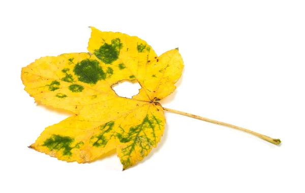 Осенний кленовый лист с отверстием — стоковое фото