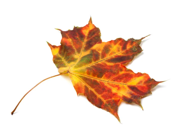 Multicolor klon jesienny liść — Zdjęcie stockowe