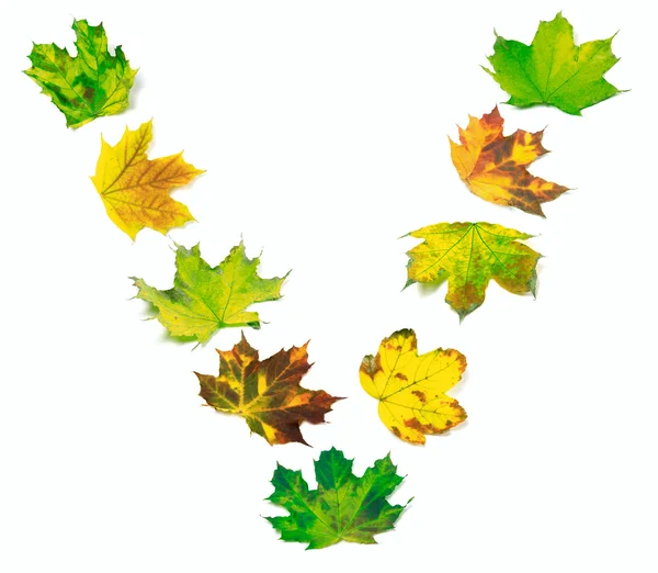 Letter V composed of multicolor maple leafs — Stock Photo, Image