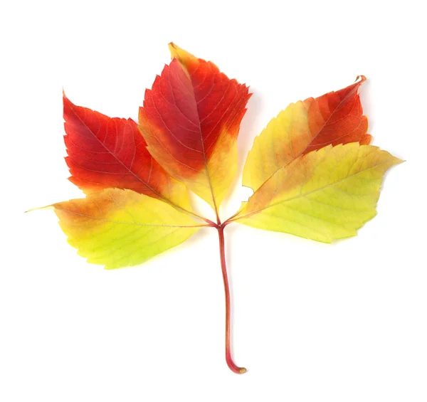 Autumnal grapes leaf on white background — Stock Photo, Image