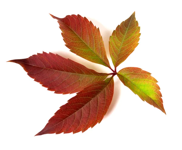 Autumnal multicolor grapes leaf — Stock Photo, Image