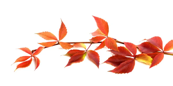 Red autumnal branch of grapes leaves (Parthenocissus quinquefoli — Stock Photo, Image