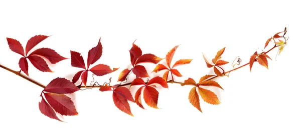 Zweig der Herbst Trauben verlässt — Stockfoto