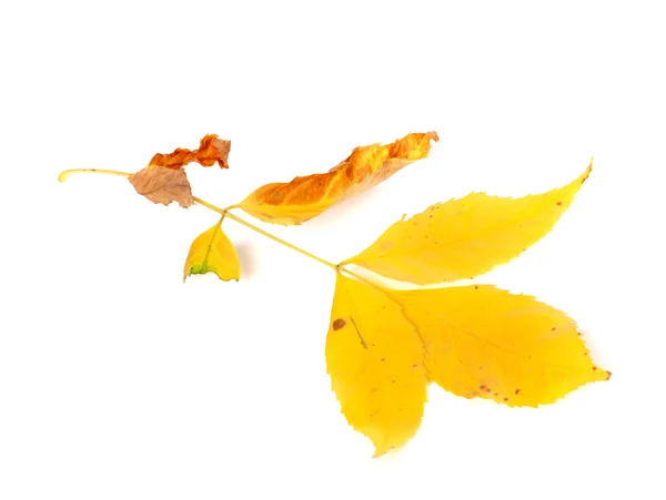 Dry yellow ash-tree leaves — Stock Photo, Image