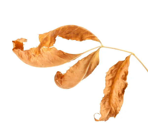 Dried ash-tree leaf — Stock Photo, Image