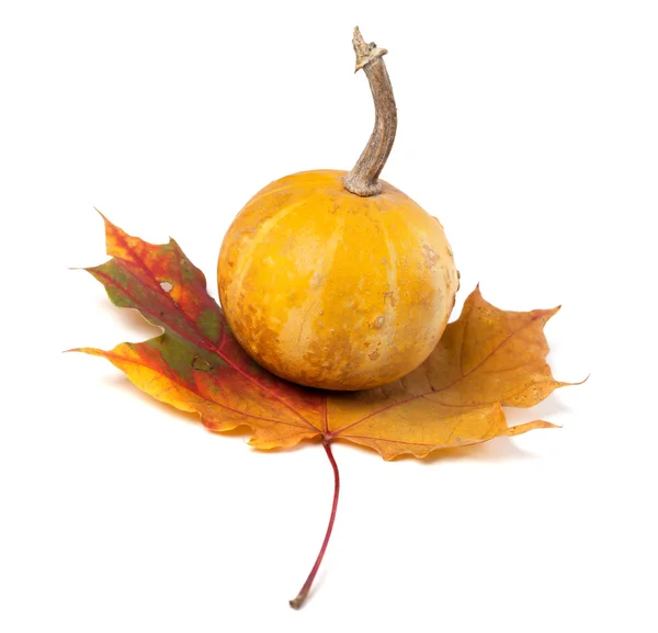 Orange decorative pumpkin on autumn maple-leaf — Stock Photo, Image