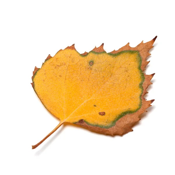Dried autumn leaf of birch on white background — Stock Photo, Image
