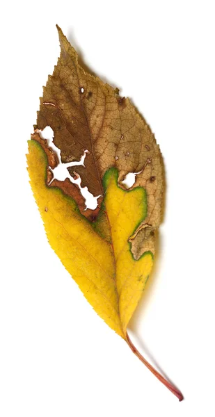 穴と秋の葉を乾燥 — ストック写真