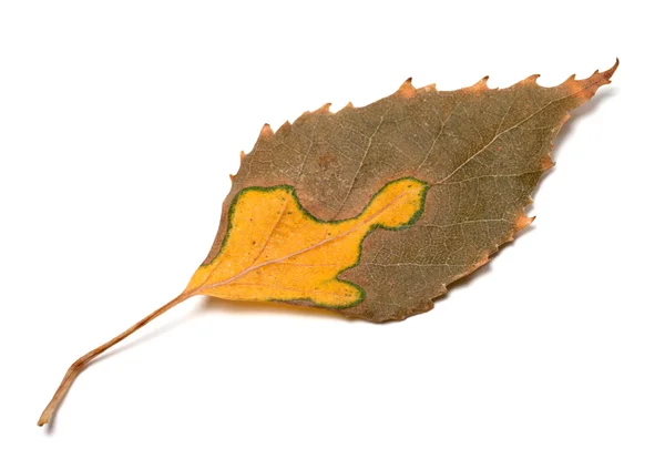 Multicolor otoño hoja de abedul — Foto de Stock