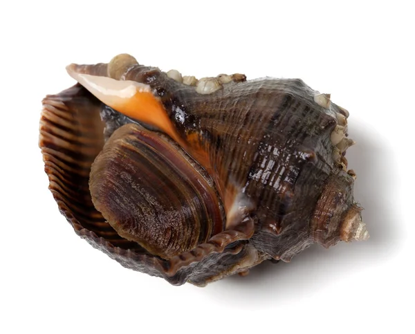 Veined rapa whelk on white background — Stock Photo, Image