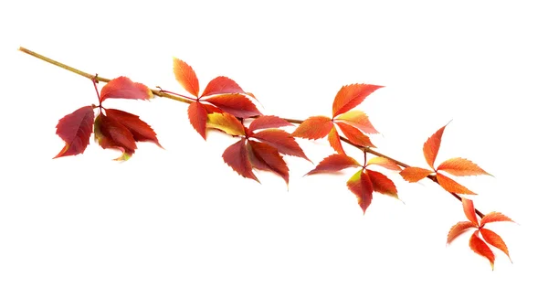 Rot herbstlicher Zweig der Trauben verlässt (Parthenocissus quinquefolia — Stockfoto