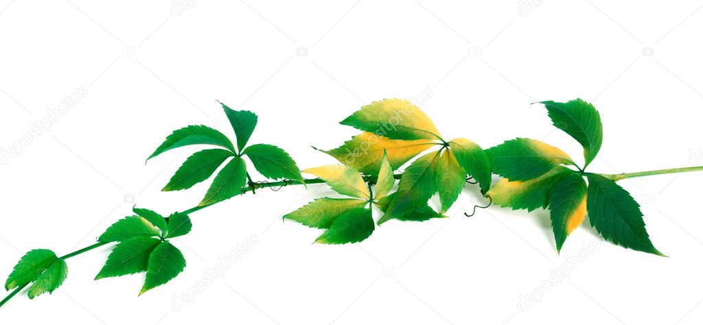 Green yellowed branch of grapes leaves