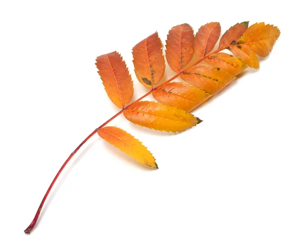 Autumn leaf of rowan on white background — Stock Photo, Image