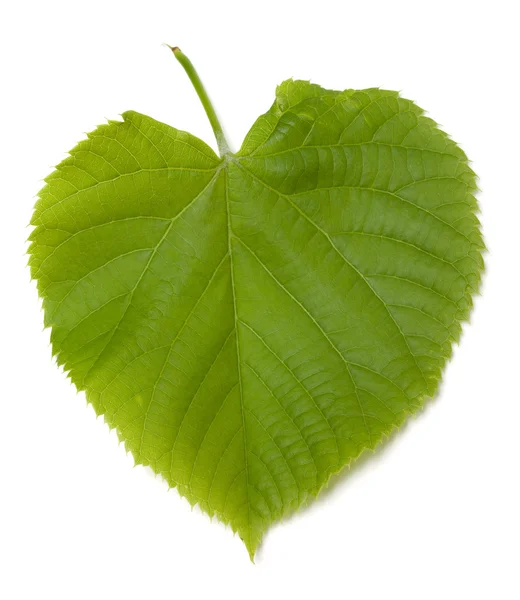 Green tilia leaf — Stock Photo, Image