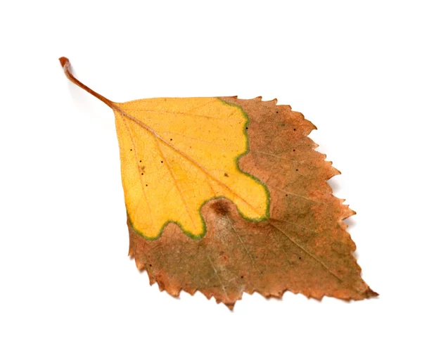 Getrocknete vergilbten Herbst Blatt der Birke — Stockfoto