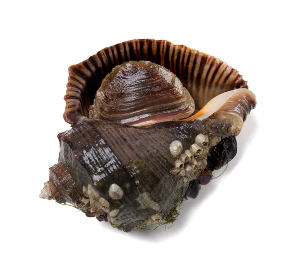 Veined rapa whelk — Stock Photo, Image