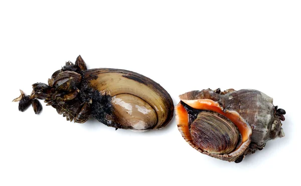 River mussels (Anodonta) and veined rapa whelk — Stock Photo, Image