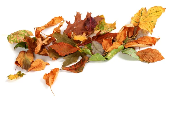 Otoño secada hojas aisladas sobre fondo blanco —  Fotos de Stock