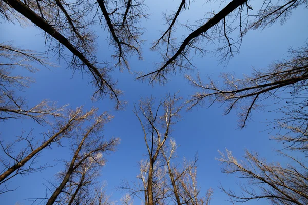 Jesienny las i błękitne niebo — Zdjęcie stockowe