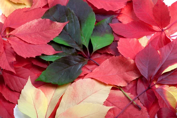 Background of multicolor autumn leafs — Stock Photo, Image