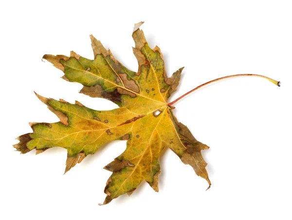 干燥的秋季叶 — 图库照片