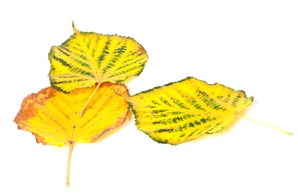 Autumn multicolored leafs on white background — Stock Photo, Image