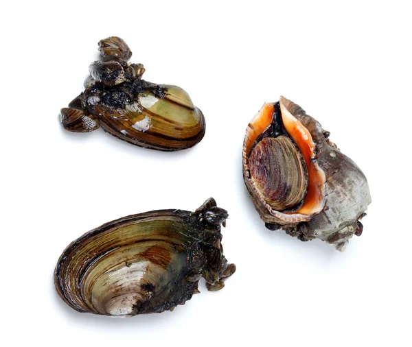 Two river mussels (Anodonta) and veined rapa whelk — Stock Photo, Image