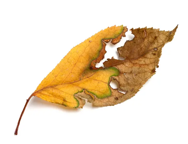 Folha de outono secada amarelada no fundo branco — Fotografia de Stock