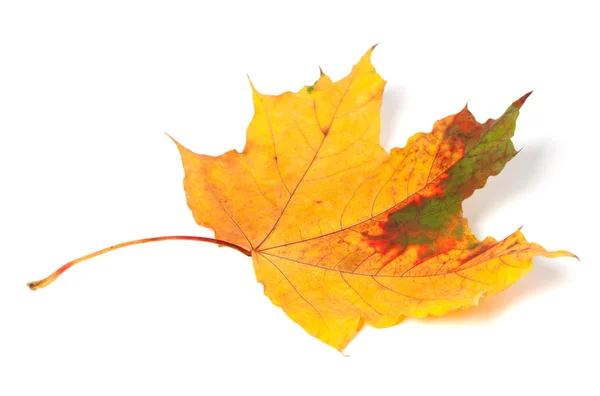 Multicolor autumn maple-leaf — Stock Photo, Image