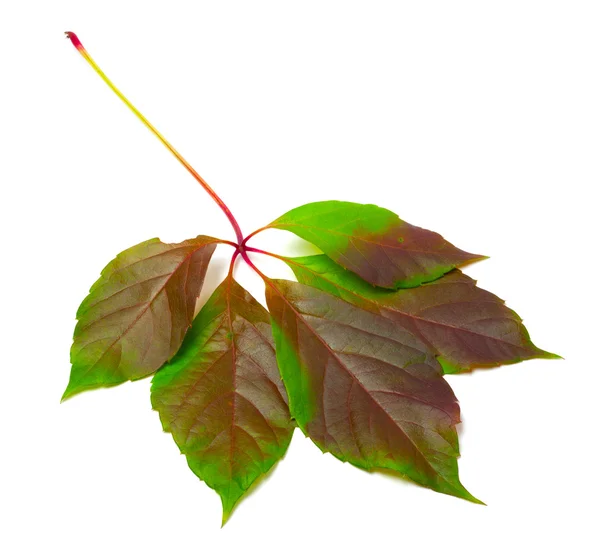 Multicolor virginia creeper leaf (Parthenocissus quinquefolia fo — Stock Photo, Image