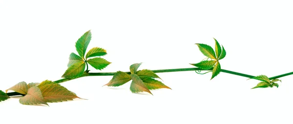 Yellowed twig of grapes leaves on white background — Stock Photo, Image