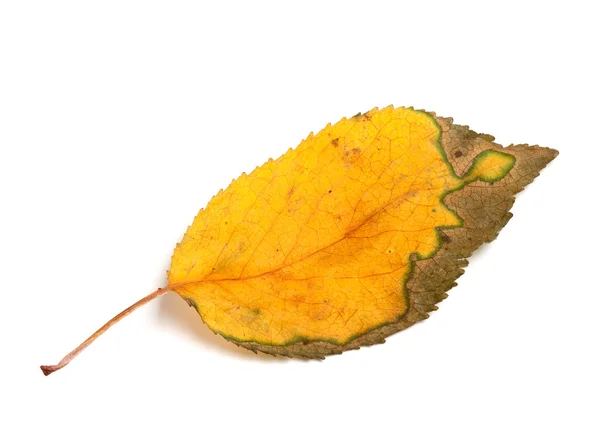 Podzimní list na bílém pozadí — Stock fotografie