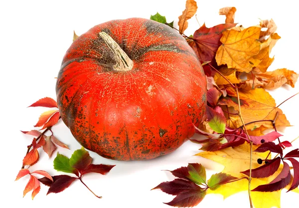 Red ripe pumpkin and multicolor autumn leaves — Stock Photo, Image