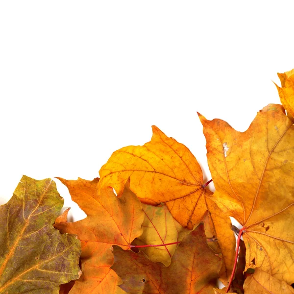 Maple-leafs d'automne séchée — Photo