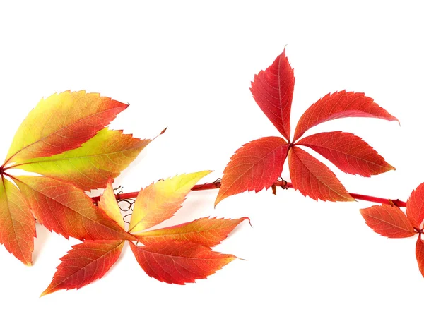 Red autumnal branch of grapes leaves — Stock Photo, Image