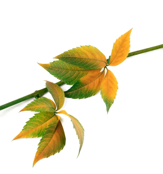 Multicolor autumn twig of grapes leaves, parthenocissus quinquef — Stock Photo, Image