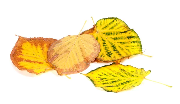 Autunno foglie multicolori — Foto Stock