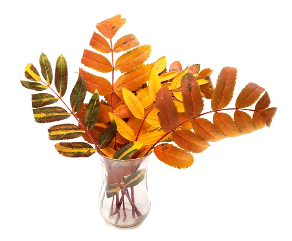 Multicolor autumn rowan leafs in glass — Stock Photo, Image